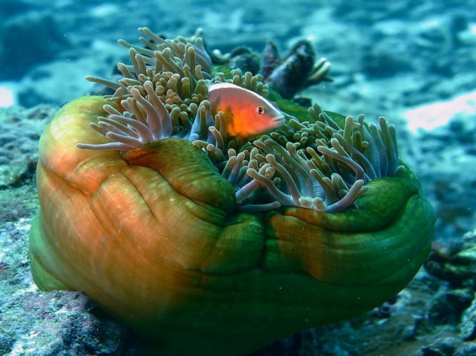 diving in Eilat