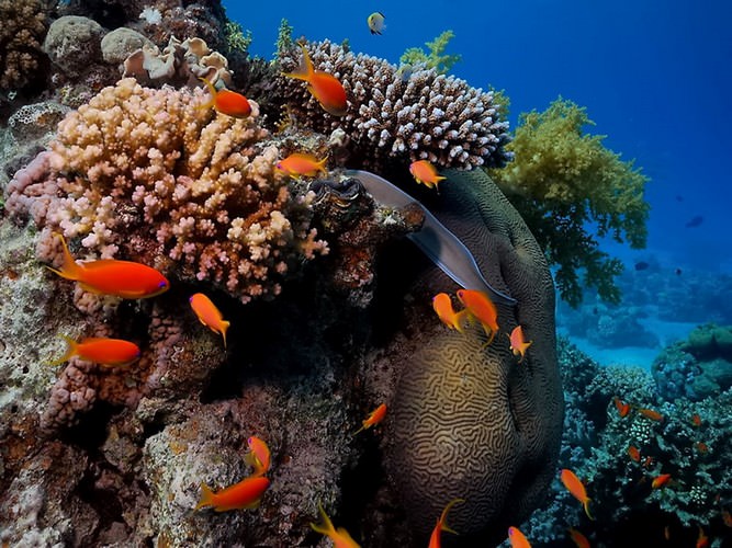 diving in Eilat