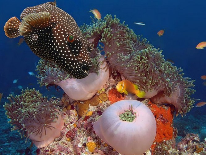 diving in Eilat