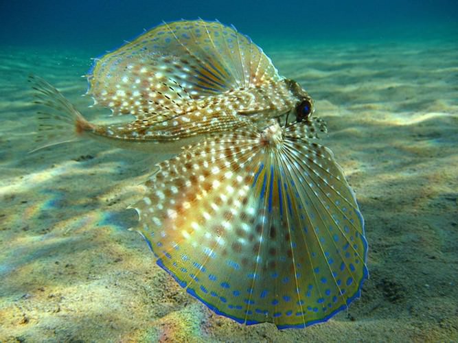 diving in Eilat