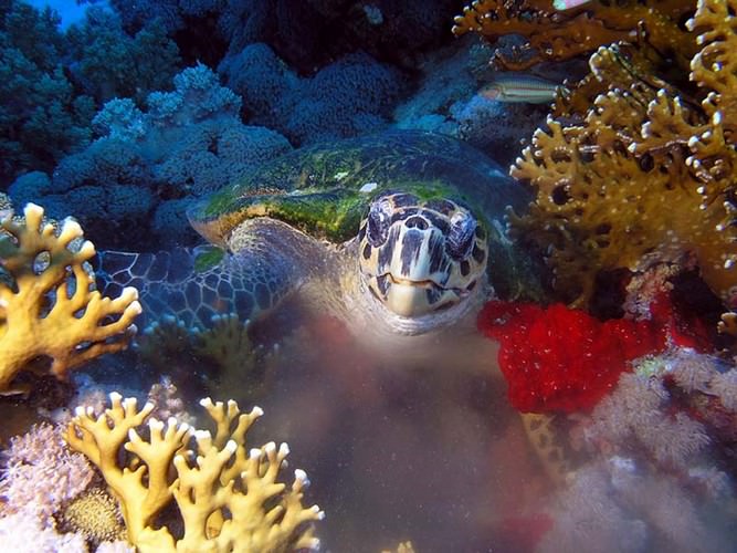 diving in Eilat