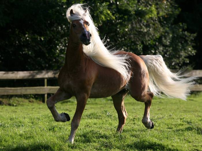 horses with great hair