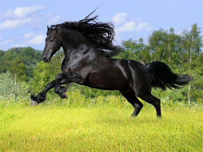 horses with great hair