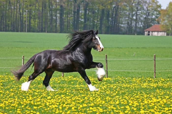 horses with great  hair