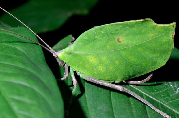 Camouflaged Animals