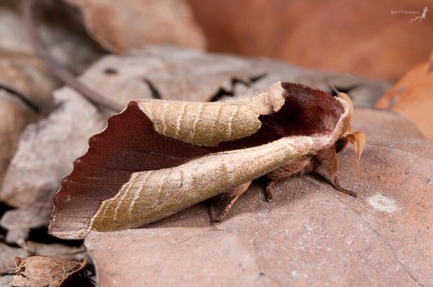 Camouflaged Animals