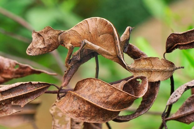 Camouflaged Animals