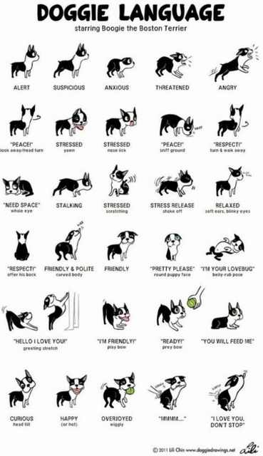 14 Tips for Dog Owners