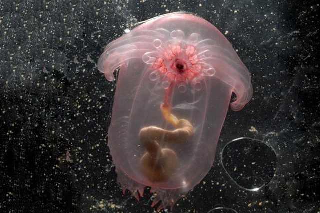 weird sea creatures animals