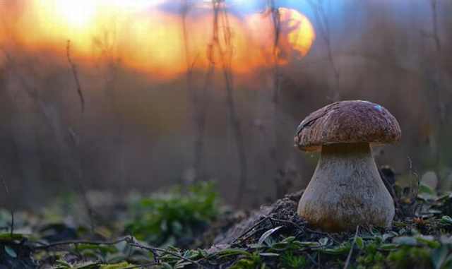 mushroom photos