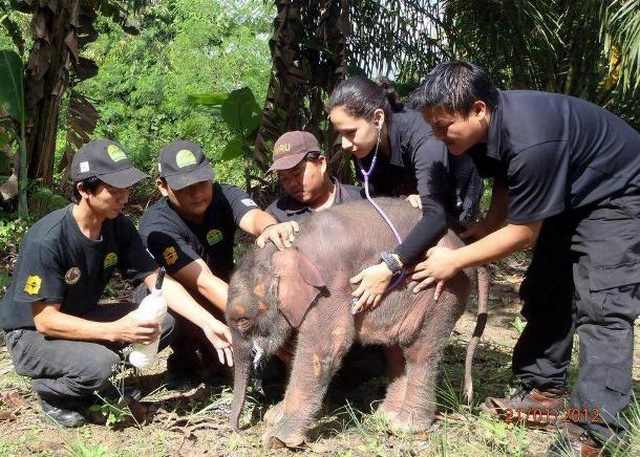 humans saving animals