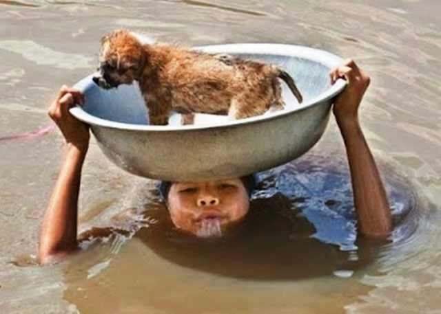 humans saving animals