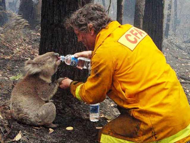 humans saving animals